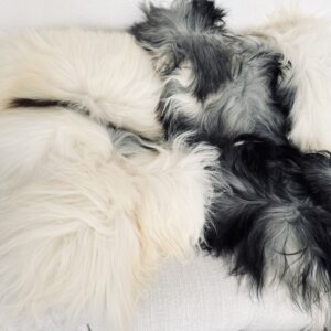 Islandi lambanahk - unikaalne