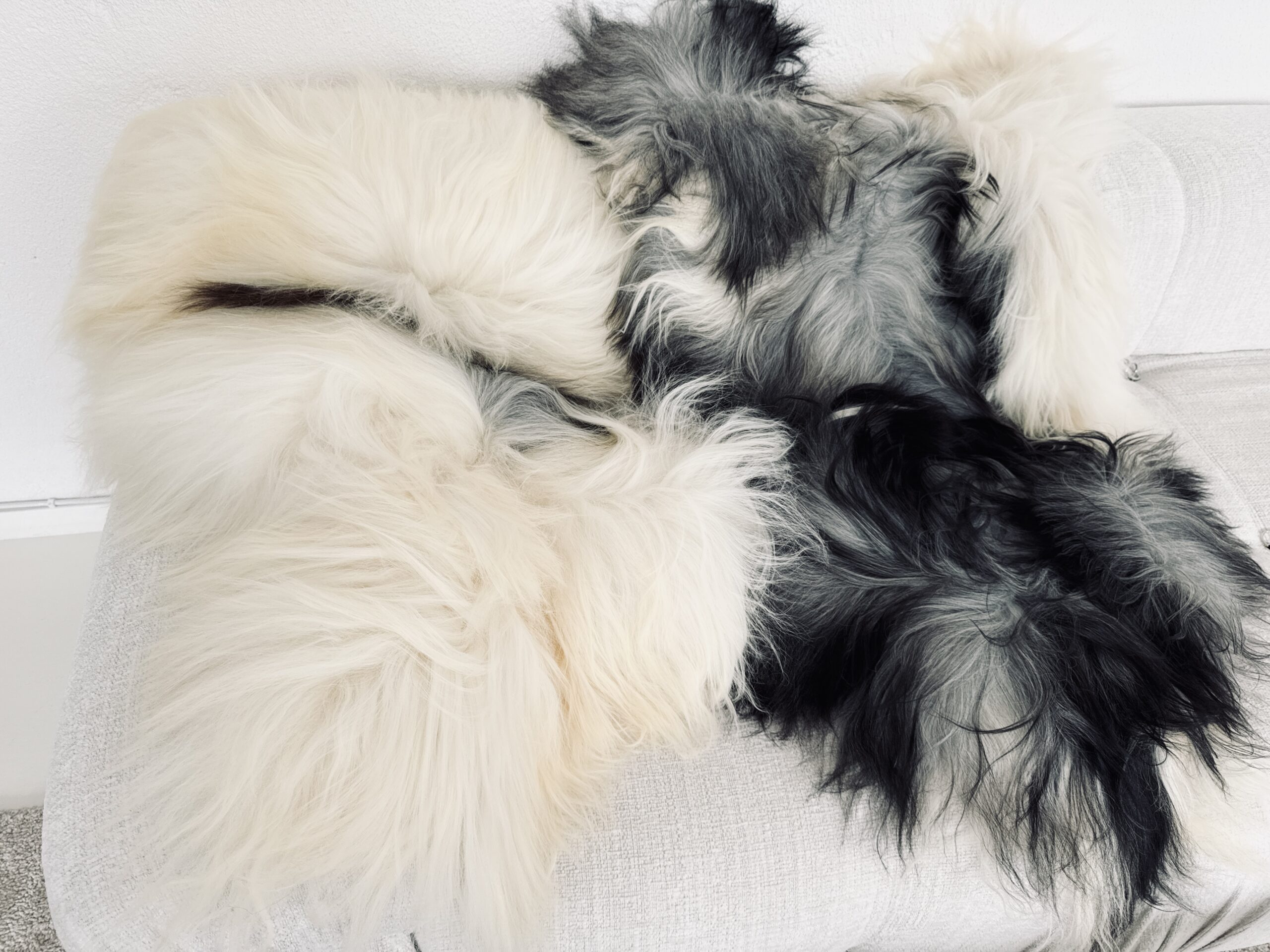 Islandi lambanahk - unikaalne