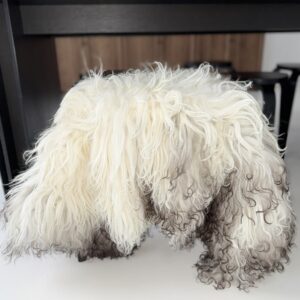 Austria mägilambanahk - unikaalne