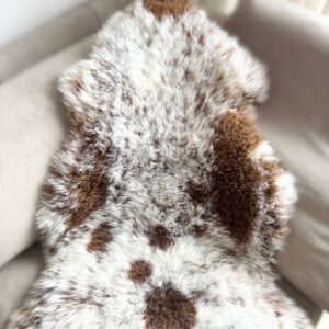 Texeli madala karvaga lambanahk - unikaalne